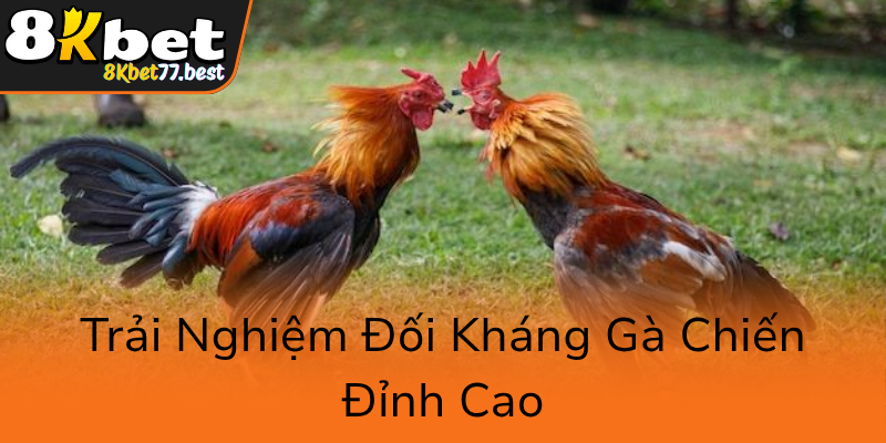 Trai Nghiem Doi Khang Ga Chien Dinh Cao0